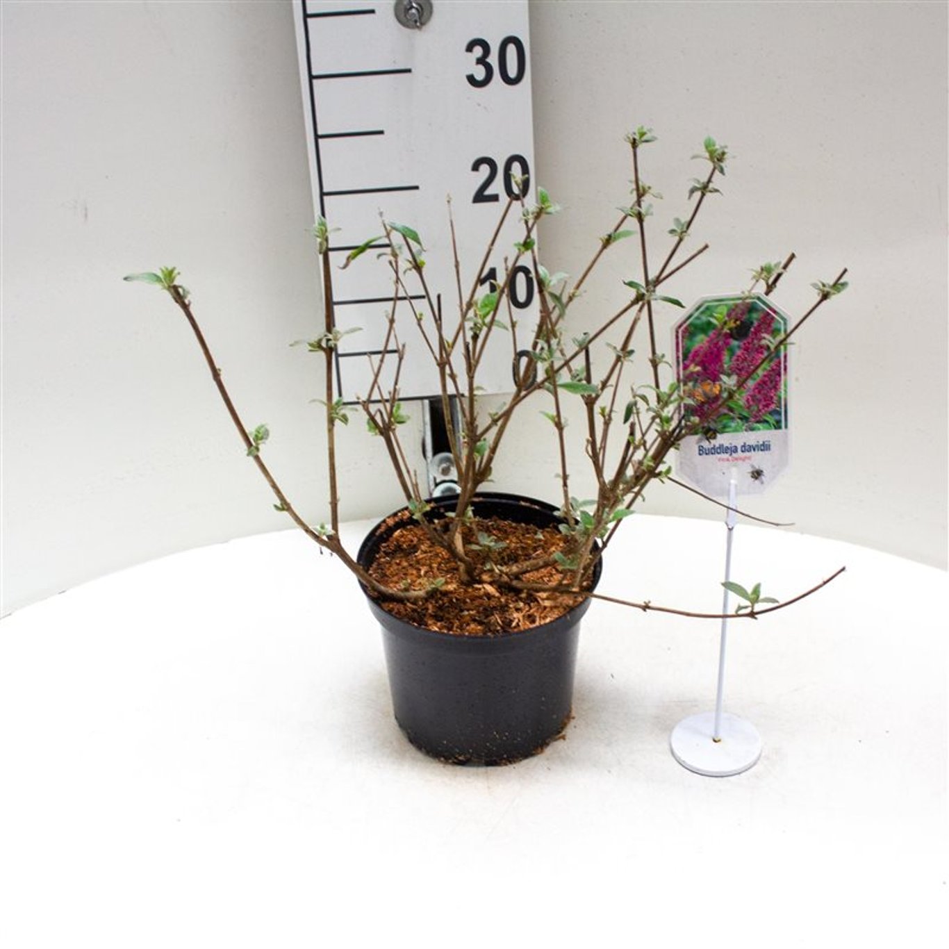 Buddleja d. 'Pink Delight' - C3 40-50 CM